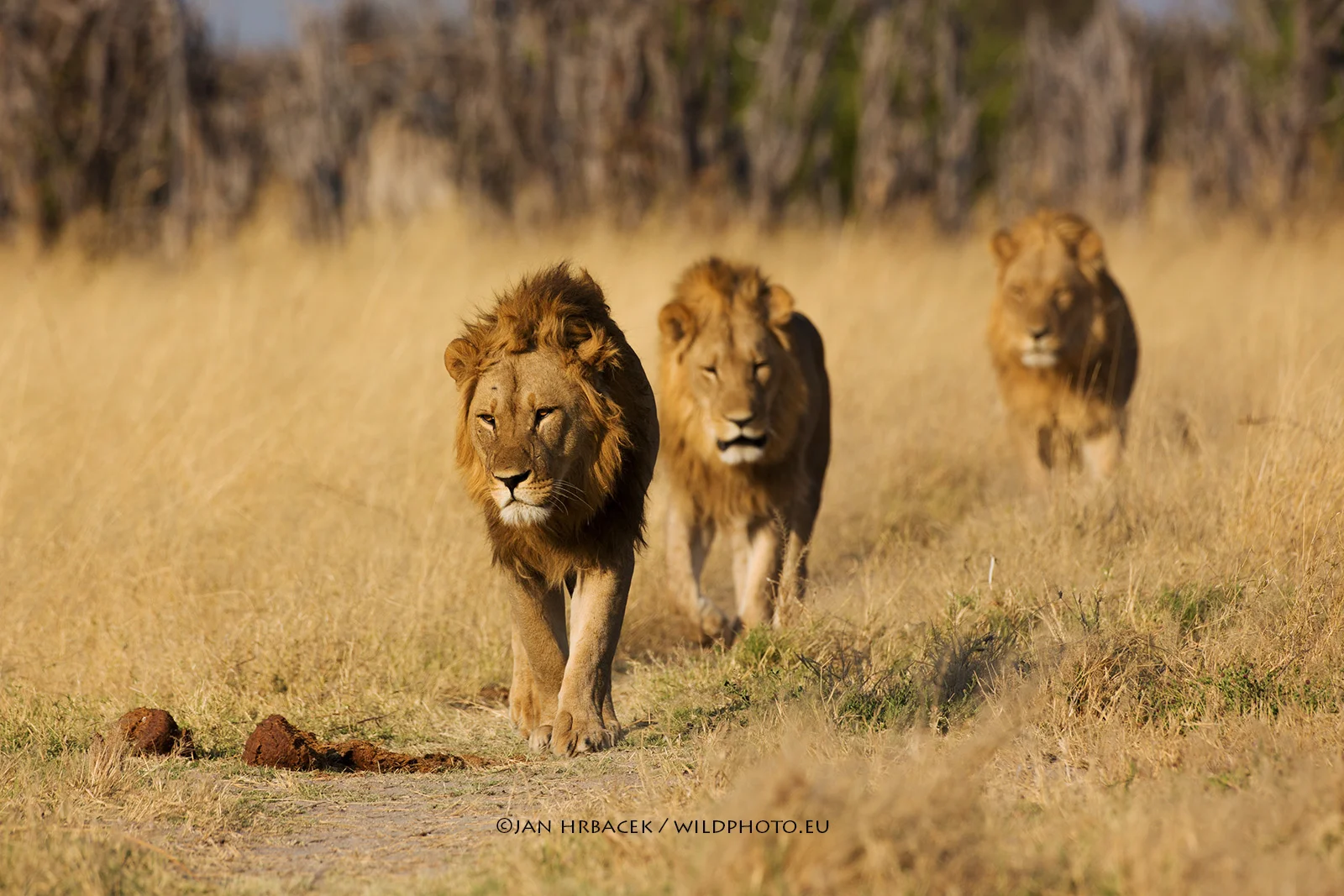 Chobe NP, Botswana